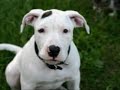 PIt Bull Class