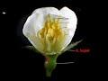 Flower Anatomy Flower Anatomy
