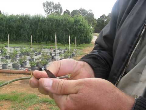 how to transplant iceberg roses