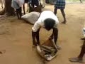 Preparing Bull for Race