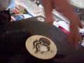 Dj Coco aux platine