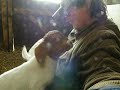 The Capped Plume and the Goat Kids
