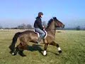 Rockey 13/02/08 .. flatwork and jumping in a snaffle =0 Rockey 13/02/08 .. flatwork and jumping in a snaffle =0