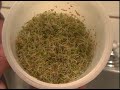 In this movie we take you from dry seed to fully grown French Garden (our most popular mix, it is a clover based blend and so is representative of all Leafy Sprouts - including Alfalfa), using the perfect Easy Sprout Sprouter. This is very detailed and runs right up to the maximum time youtube allows.