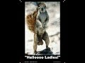 Mingi Eesti Laul ;)