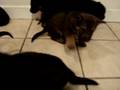videos de German Shepherd pups being social