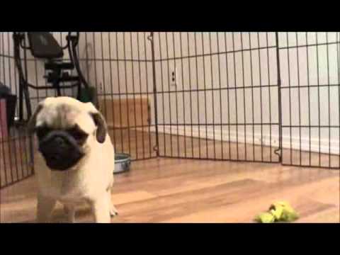 AKC Pug Fawn Male Chewy