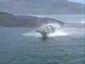 Innespace Dolphin in action 