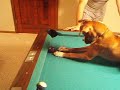 smart-dogs.html