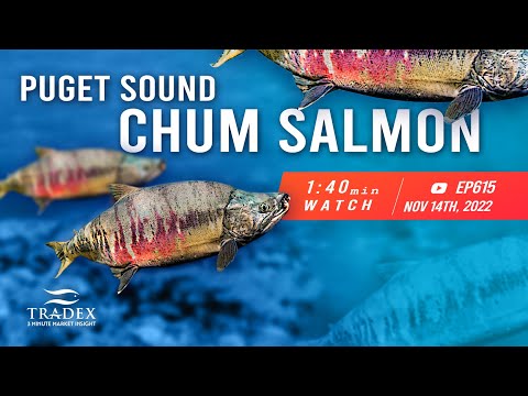 3MMI - Another Bad Year for Puget Sound Chum Salmon