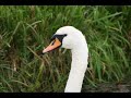 Vogels/Birds