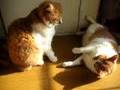 猫の喧嘩本気だぜ!