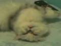 videos de Clarinha Gatinha dormindo
