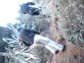 mafia en el campo flipajeeeeeeeeeeeeeeeeeeeeeeeeee totaaal