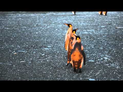 Watch 'Penguin Intervention'