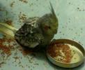 chicken bird life eat food