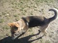Coffey ve výběhu na Lesné - II Coffey ve výběhu na Lesné - II
