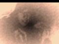videos de Danferatu: my Visual Interpretational Tribute to Nosferatu - Vampyre Der Nacht