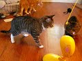 New Cat Toys New Cat Toys