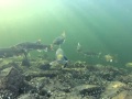 Sea Lamprey on Lake Trout