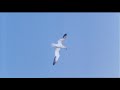 Travelling birds = Northen Gannets Travelling birds = Northen Gannets