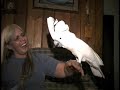 Syd the amazing Umbrella Cockatoo playing catch and laughing
