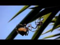 Épeires Diadème, Tentative D accouplement