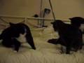 videos de Een nieuw speeltje