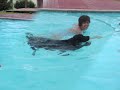 Dogbook Movie: Dogbook Movie:
