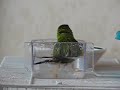 gouldian beta bath