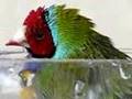 gouldian beta bath