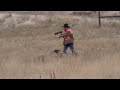 German Shorthair Pointer Hunt
