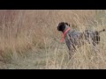 German Shorthair Pointer Hunt