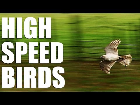 Fieldsports Britain – High speed birds