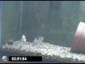 Underwater Fishing: Biosource Tank Test
