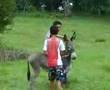 LOS BURROS