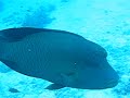 Friendly Napoleon Fish At Red Sea