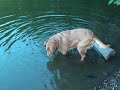 This is just one of the many walks me and my dog Chester take. Every picture was taken on this one walk. Its amazing what you can SEE when you LOOK. TURN UP MUSIC, WATCH TO THE END AND ENJOY! fAMILY MEMBERS PLEASE READ MY CREDITS AT END.