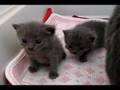 Certosini: cuccioli di tre settimane