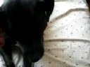 american staffordshire jara