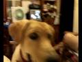 videos de steffi staring at food