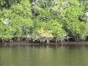Snook Fishing the Everglades