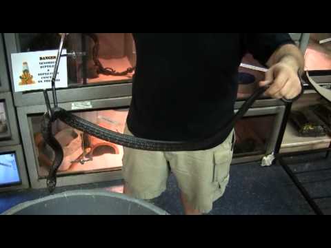 YouTube reptile video