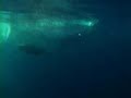 Mako Shark Attack www.BB-films.com