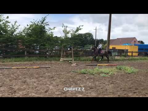 Chavez Z under the saddle jumping