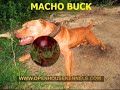 apbt hollingsworth dogs