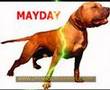 APBT HOLLINGSWORTH DOGS
