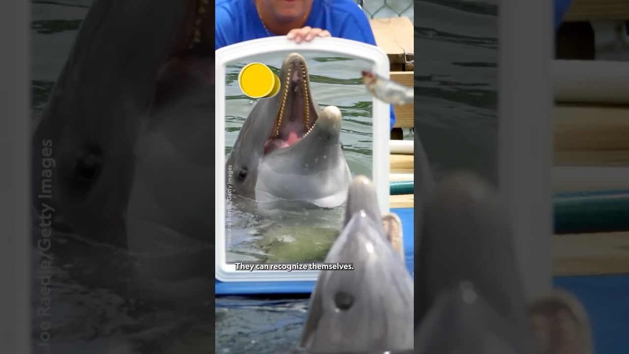 Skincare? No. Fincare. 🐬 #DolphinsUpClose #BertieGregory