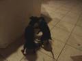 Manchester Terrier video