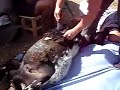 More sheep slaughter, Mongolia More sheep slaughter, Mongolia